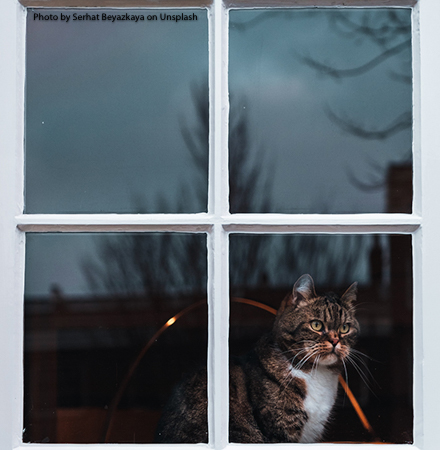 Johari Window and our professional relationships