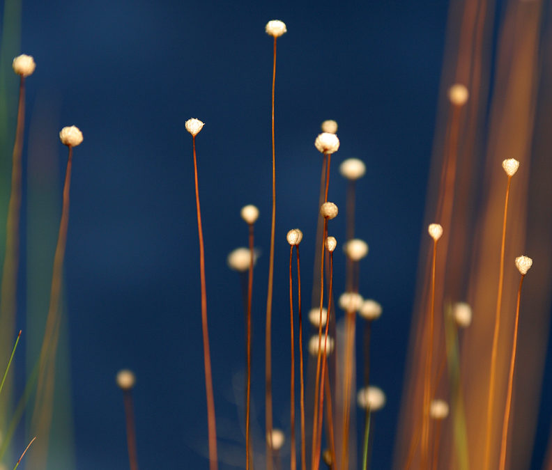 How golden-grass fires can teach us about innovation and career